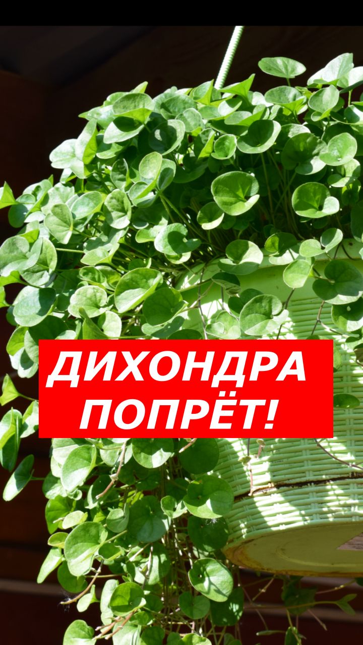 Дихондра: пора ПЕРЕЕЗЖАТЬ!