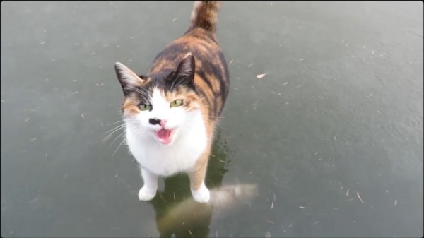 얼음 속 잉어를 노리는 고양이 - haha ha