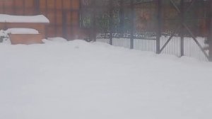 13022026г Дождь закончился но сыро и не комфортно на улицеиз будки в будку Жизнь льва