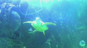 дайвинг в океанариуме Крокус Сити Океанариум черепаха