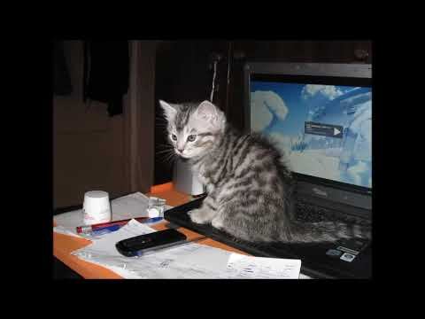 Кто умнее, кот, или человек?