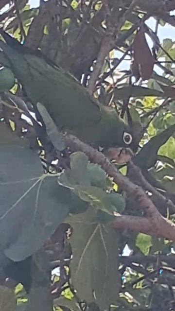 попугаи вблизи