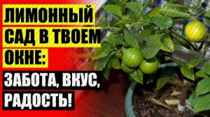 🔴 КАК ПРАВИЛЬНО ВЫРАСТИТЬ ЛИМОН ИЗ СЕМЕЧЕК ✔ ЛИМОННОЕ ДЕРЕВО КУПИТЬ В ЦВЕТОЧНОМ МАГАЗИНЕ