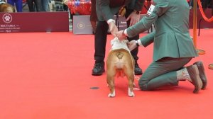 14.02.2026 г. Выставка "Лучшие Собаки России" -2026. судья Roland C.Williams