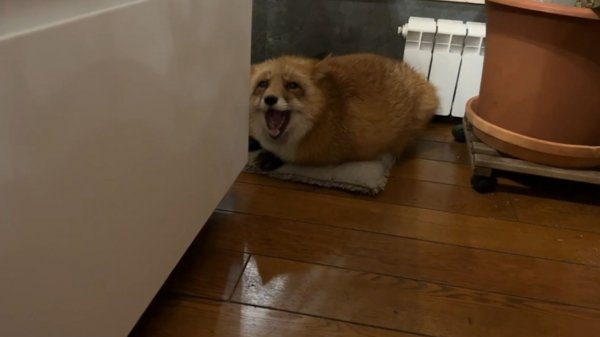 Лиса-Алиса. Возмущение лисы из-за птицы