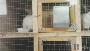 НАШИ КРОЛИКИ. ОБЗОР ХОЗЯЙСТВА 2026