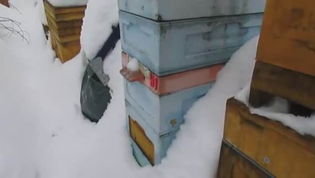 февраль, улей без осмотров , зимуют хорошо, подкармливать не надо , 13.02.2026 смотреть онлайн
