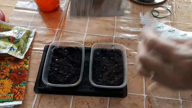 2237.  Сею рудбекии и сальвию.