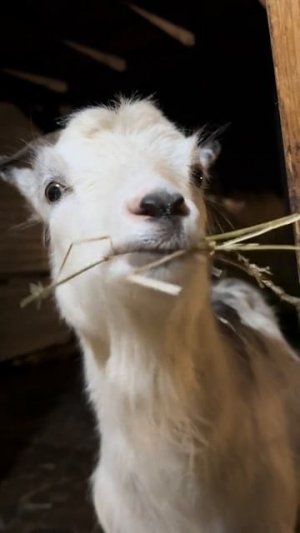 #приколы #юмор #прикол #смешно #козы #коза #топ #топчик #роликдня #видеодня #лучшее #лучшие #лучший