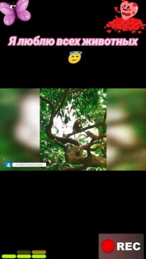 Животные приколы и не только😅