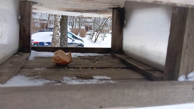 Кормушка для птиц. смотреть онлайн