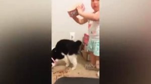 Животные приколы и не только😅