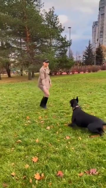 Как дрессировать добермана?