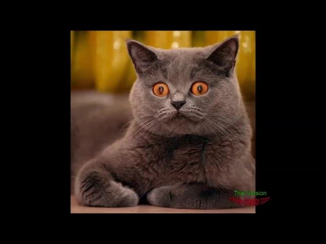 Смешные кошки сентябрь  2024