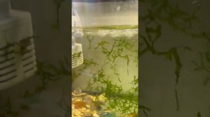 Собачки опять в моде