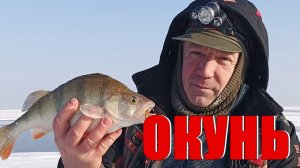 Ловим окуня 2026