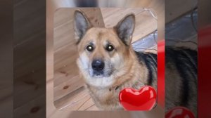 1000048595.mp4 (Собака наблюдает за устройством лестницы на 2 этаж в доме А-фрейм)