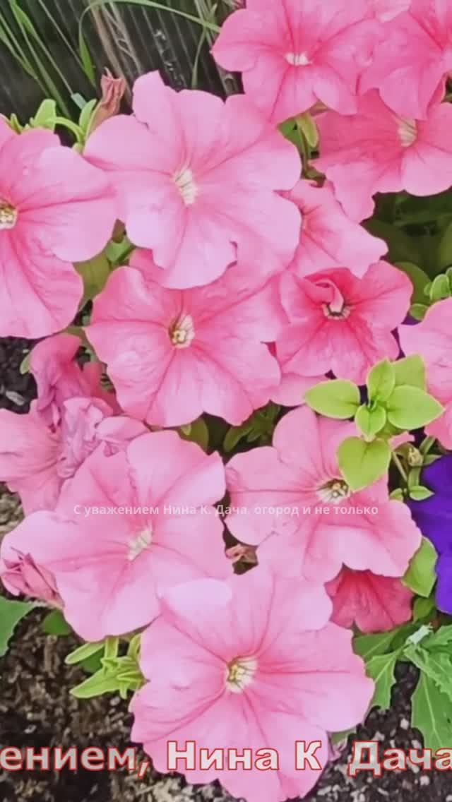 Петунии на рассаду сажаю просто и надёжно #рассада #огород #петунии #выращивание #shorts