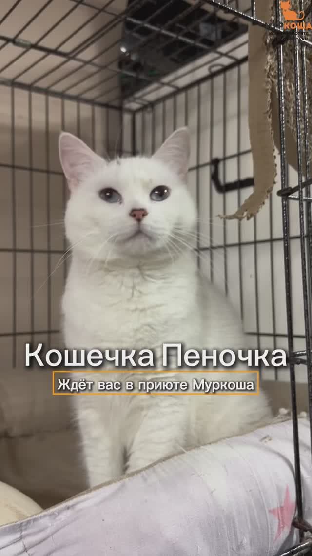 Пеночка ждёт вас в приюте #Муркоша смотреть онлайн