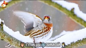 Птицы зимой в лесу 🐦_⬛🦉 🦤 видео для отдыха душой 🦅🌲(10)