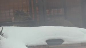 13022026г от дождя в летнюю будку ушёл Шерханчик