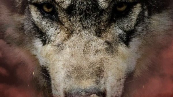 Саша Север Там где не роняют ЧЕСТЬ..💯