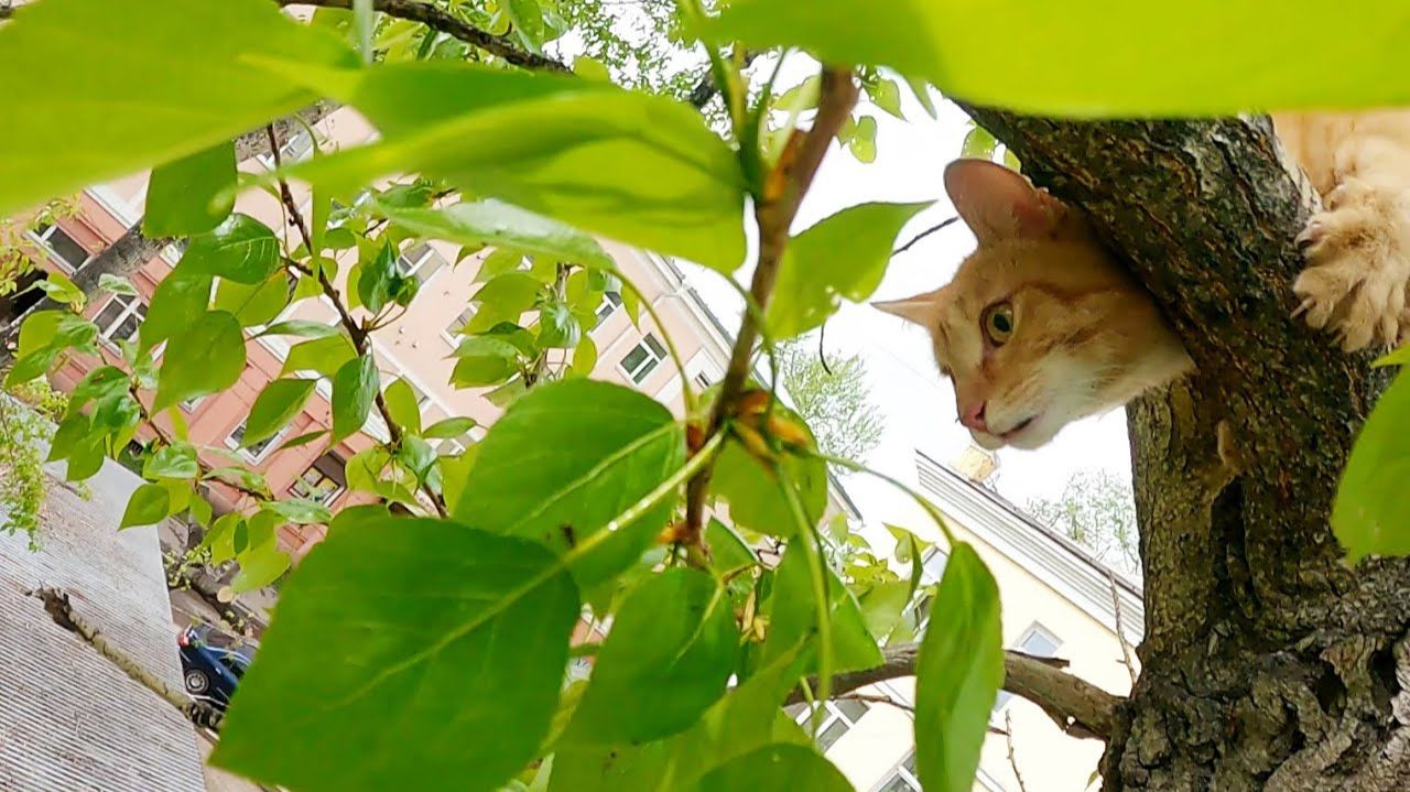 Ещё один рыжий кого-то не устроил