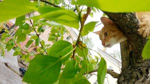 Ещё один рыжий кого-то не устроил