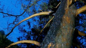 Макс застрял