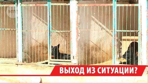 В Прибайкалье за год бездомные собаки почти 4 тыс. раз напали на людей смотреть онлайн