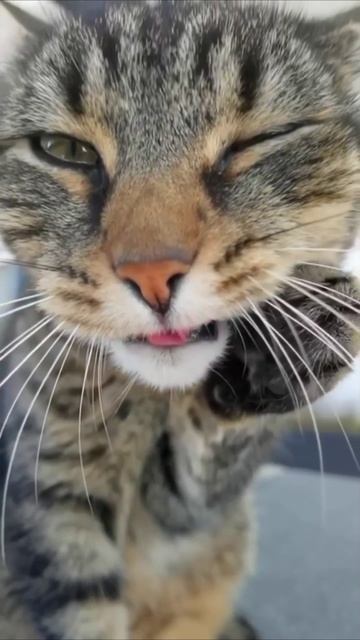 Смешные коты #109-10