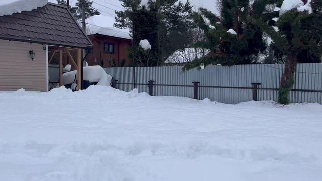 Как зимуют мои гортензии. Февраль 2026 года смотреть онлайн