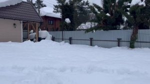 Как зимуют мои гортензии. Февраль 2026 года