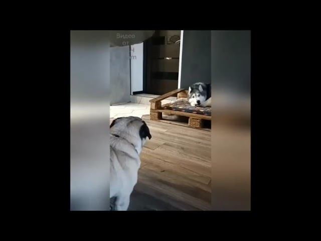 Смешные собаки Август 2024