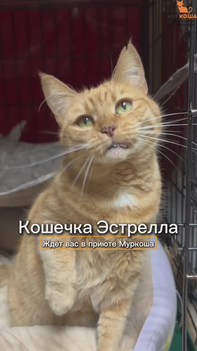 Эстрелла ждёт вас в приюте #Муркоша смотреть онлайн