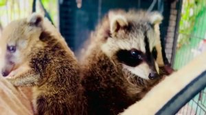 Енотик Тишка и носушонок Мышка уже вместе спят в гамачке)))