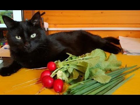 Что бы кот не рылся в цветах