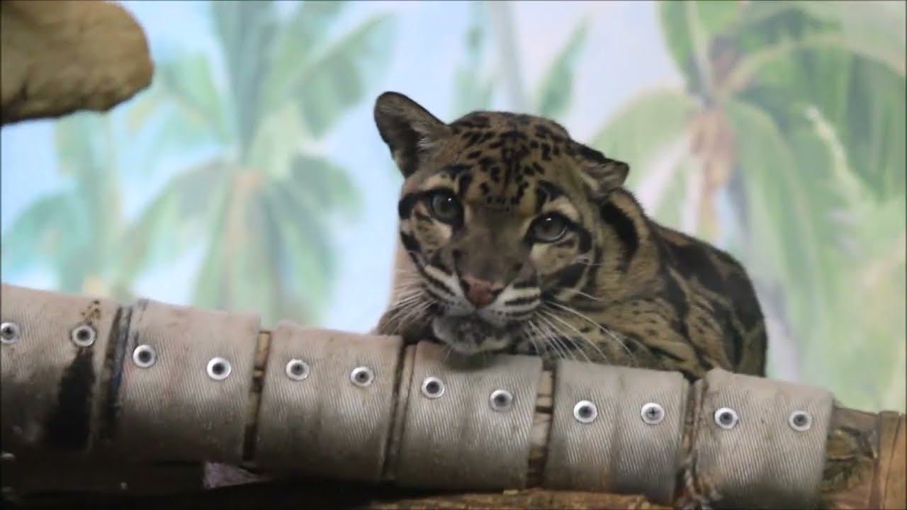 Самка дымчатого леопарда после завтрака отдыхает и умывается 09.02.2026 смотреть онлайн