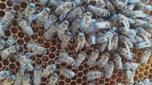 Королева пчелиной семьи, в окружении свиты, откладывает яйца.