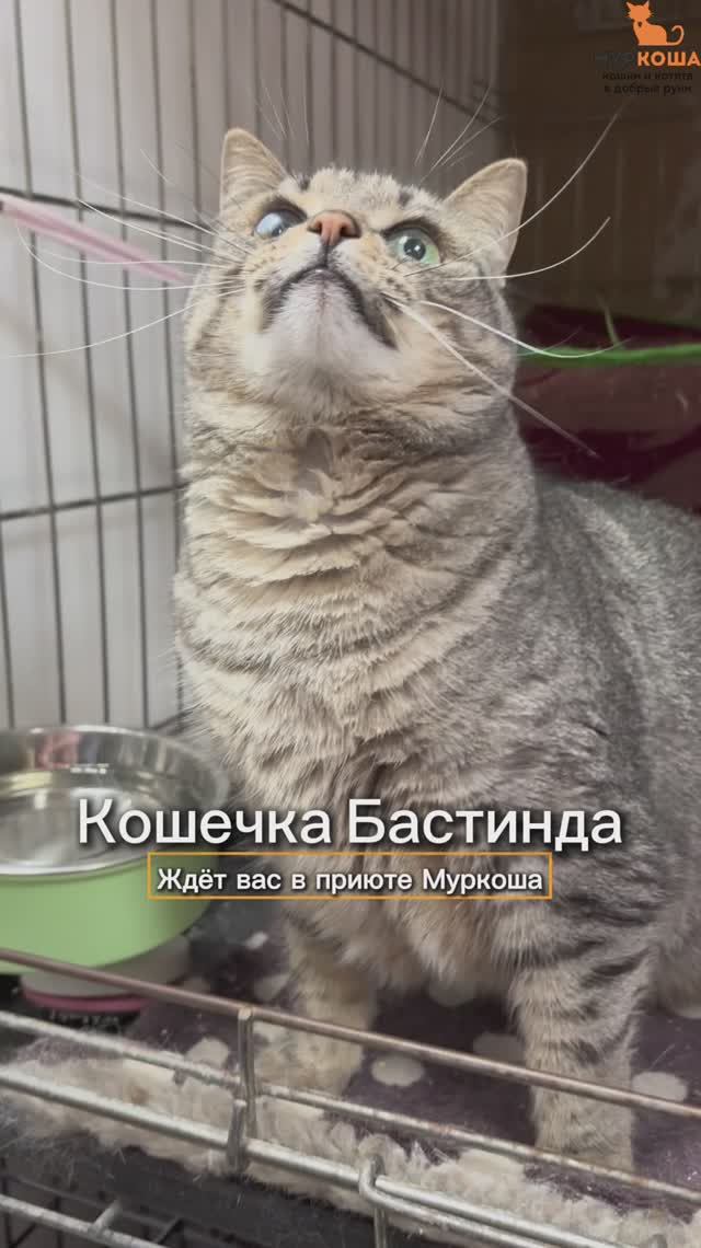 Бастинда ждёт вас в приюте #Муркоша смотреть онлайн