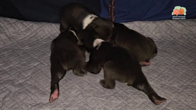 В ожидании первых шагов медвежьего народа смотреть онлайн