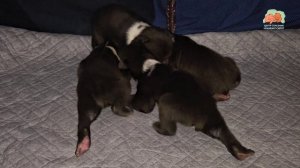 В ожидании первых шагов медвежьего народа