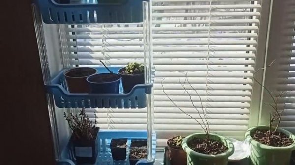 11,12 февраля 2026г.Рассаживаю цветы. Подарок от детей)