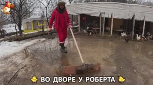 Содержание кур в домашних условиях и других птиц во дворе у Роберта 🐣🐤🦆🐔🪿🦃 (418)