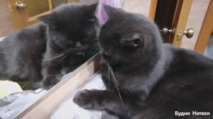 С днем влюбленных! История праздника. Помыть окно зимой- подвиг!