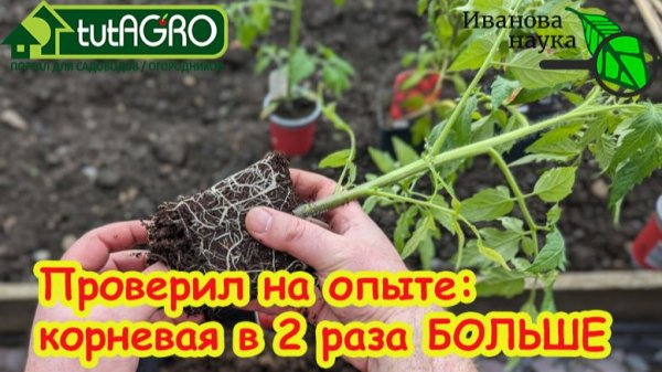 Никогда не сажайте в это! Худшие и лучшие стаканы для рассады. В чем секрет идеального стакана?