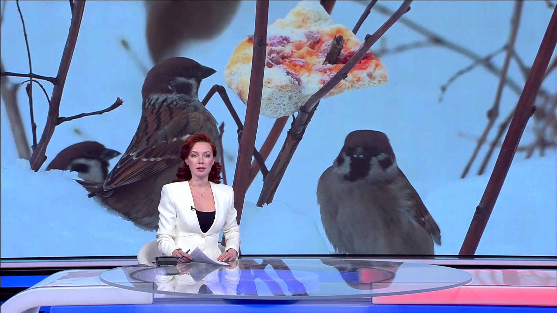 Куда улетают воробьи? Почему в Башкирии сокращается численность пернатых смотреть онлайн