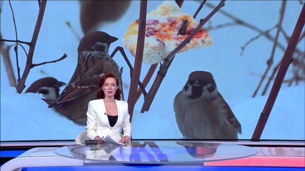 Куда улетают воробьи? Почему в Башкирии сокращается численность пернатых