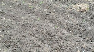 Посадили картошечку 25 кг)