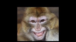 14.02.26 БАСНЯ. КВАРТЕТ SEXОЗАБОЧЕК И МАНЯЩИЙ «БОБЁР».